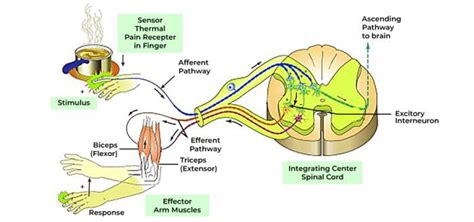 relx atc|reflex arc different with other responses.